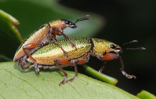 Cratopus sumptuosus